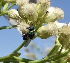Euperilampus triangularis