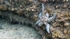 Coscinasterias tenuispina
