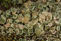 Lecanora horiza