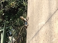 Sceloporus grammicus