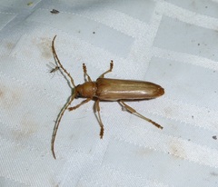 Atylostagma politum