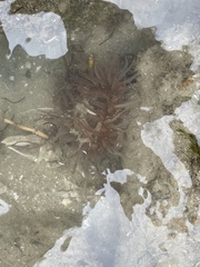 Bunodosoma cavernatum