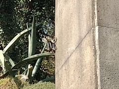 Sceloporus grammicus