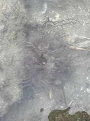 Bunodosoma cavernatum