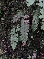 Adiantum cunninghamii