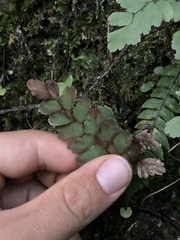 Adiantum cunninghamii
