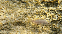 Mycteroperca fusca
