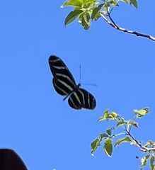 Heliconius charithonia