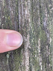 Rinodina