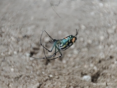 Leucauge argyrobapta