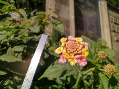 Lantana