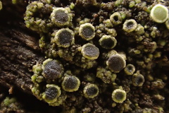 Rinodina