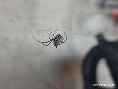 Leucauge argyrobapta