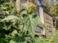 Lantana
