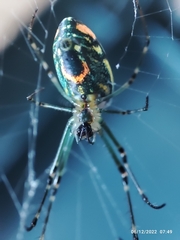 Leucauge argyrobapta