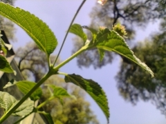 Lantana