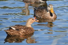 Anas platyrhynchos × fulvigula