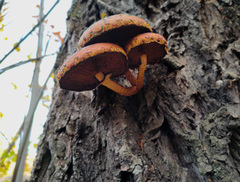 Pholiota cerifera