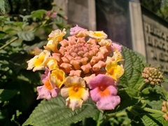 Lantana