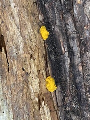 Dacrymycetaceae