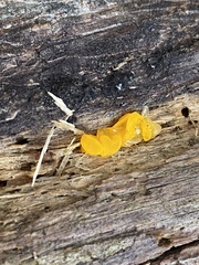 Dacrymycetaceae