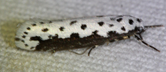 Ethmia semilugens