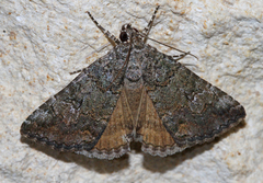 Eubolina impartialis