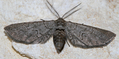Exelis ophiurus