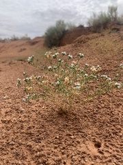 Ipomopsis gunnisonii