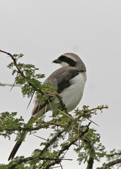 Lanius excubitoroides