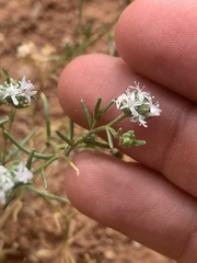 Ipomopsis gunnisonii