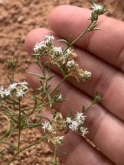 Ipomopsis gunnisonii