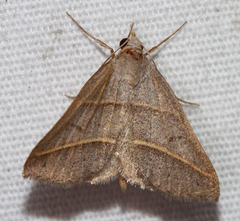 Hemeroplanis parallela