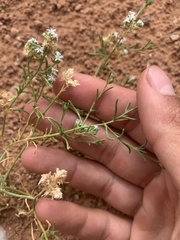 Ipomopsis gunnisonii