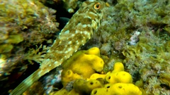 Sphoeroides marmoratus