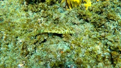 Sphoeroides marmoratus