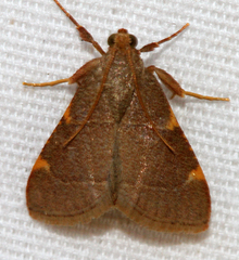Hypsopygia binodulalis