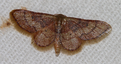 Idaea demissaria