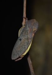 Psilopygida crispula