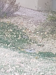 Sylvilagus nuttallii