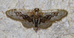 Idaea gemmata