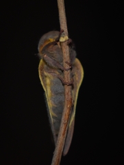 Psilopygida crispula