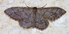 Idaea productata