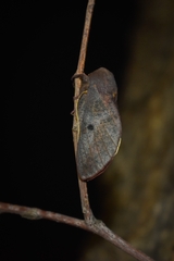 Psilopygida crispula