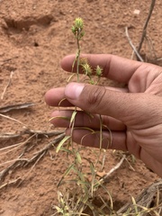 Chrysothamnus stylosus