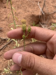 Chrysothamnus stylosus