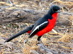 Laniarius atrococcineus