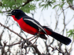 Laniarius atrococcineus