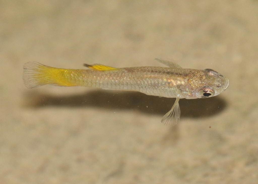 Big Bend gambusia (Gambusia gaigei) — Poeciliidae