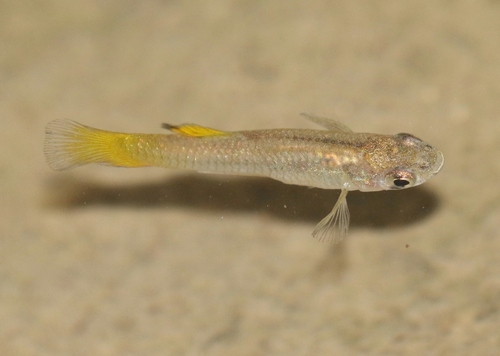 Big Bend gambusia (Gambusia gaigei) — Poeciliidae